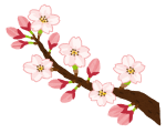 sakura_kaika(小).png