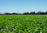 2011.7.11 082（小）.jpg